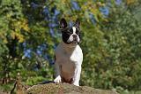 BOULEDOGUE FRANCAIS 568